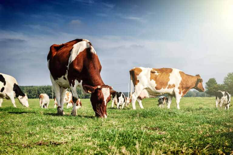 Smart Agrifood: Nasce il Tavolo di Lavoro Lattiero-Caseario 4.0
