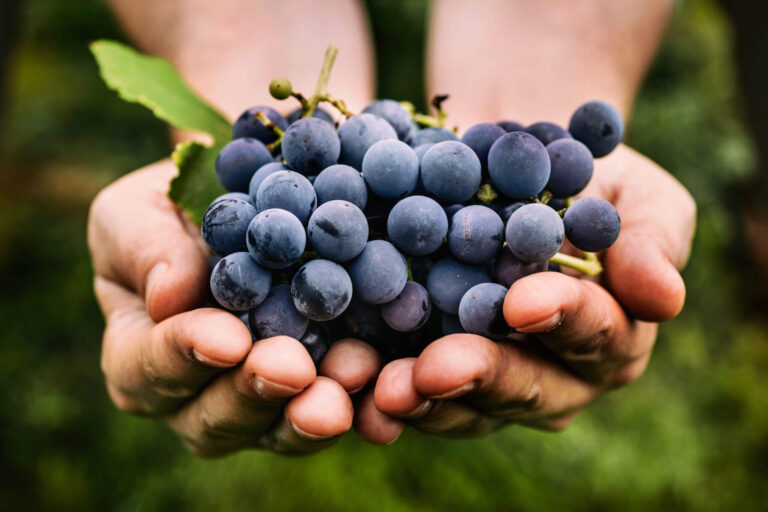 Tattoo Wine sceglie la Blockchain di EY